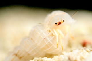 「アカツメサンゴヤドカリ」のサムネイル画像