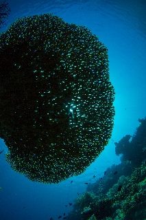 「無題」のサムネイル画像