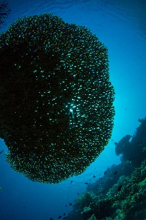 「無題」のサムネイル画像