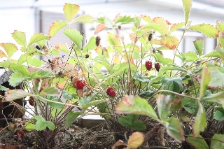 「一年中咲くのかしら？」のサムネイル画像