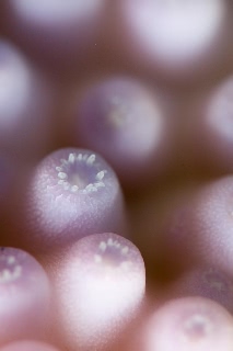 「サンゴの仲間」のサムネイル画像