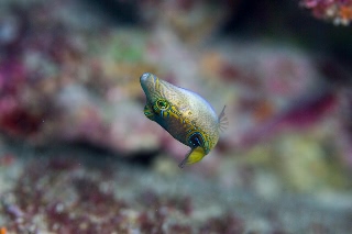 「モンキキンチャクフグ」のサムネイル画像