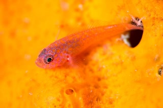 「オオメハゼ」のサムネイル画像