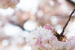 「ヤエザクラ」のサムネイル画像