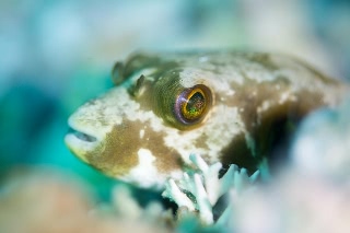 「スジモヨウフグ 」のサムネイル画像