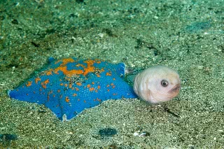 「ホテイウオ(ゴッコ)」のサムネイル画像