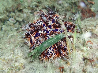 「コシダカウニ」のサムネイル画像