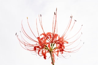 「ヒガンバナ」のサムネイル画像