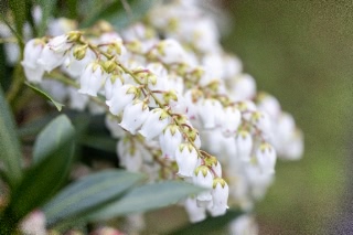 「リュウキュウアセビ」のサムネイル画像