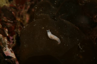 「ウミウシの仲間」のサムネイル画像
