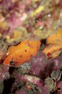 「イロイザリウオ(イロカエルアンコウ)」のサムネイル画像