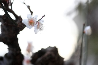 「白梅」のサムネイル画像