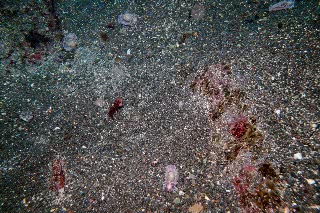 「ミスガイ」のサムネイル画像