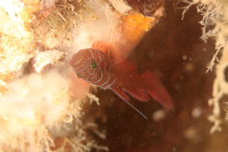 「イレズミハゼ属の一種」のサムネイル画像