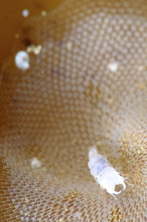 「ソメワケウミクワガタ」のサムネイル画像