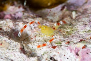 「イエローボクサーシュリンプ(ザンジバルボクサーシュリンプ)」のサムネイル画像