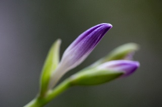 「ギボウシの仲間」のサムネイル画像