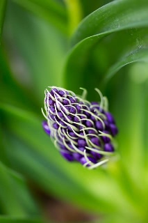 「植物の仲間」のサムネイル画像