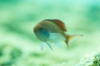 「カシワハナダイ」のサムネイル画像