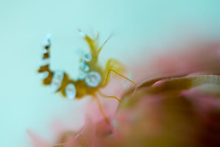 「イソギンチャクモエビ」のサムネイル画像