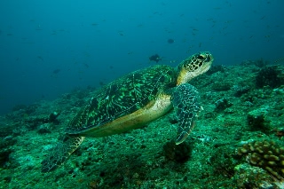 「アオウミガメ(Green turtle)」のサムネイル画像