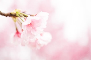 「アタミザクラ」のサムネイル画像