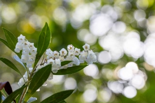 「リュウキュウアセビ」のサムネイル画像