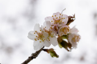 「チシマザクラ(千島桜)」のサムネイル画像