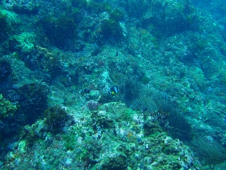 「クマノミ(Anemonefish)」のサムネイル画像