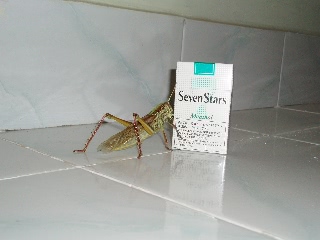 「バッタくん登場」のサムネイル画像