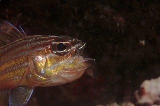 「キンセンイシモチ(Southern orange-lined cardinal fish)」のサムネイル画像