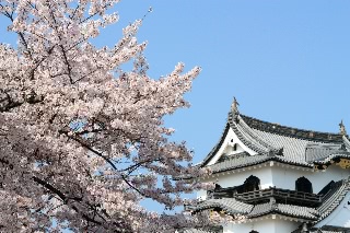 「ソメイヨシノ(染井吉野)」のサムネイル画像