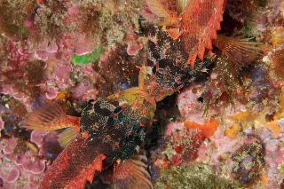 「イソカサゴ」のサムネイル画像