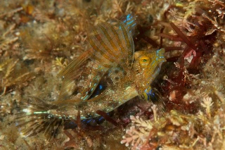 「ヒメテグリ」のサムネイル画像