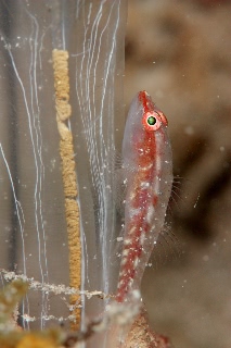 「セボシウミタケハゼ(Common ghost goby)」のサムネイル画像