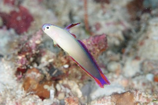 「アケボノハゼ(Purple fire Goby)」のサムネイル画像