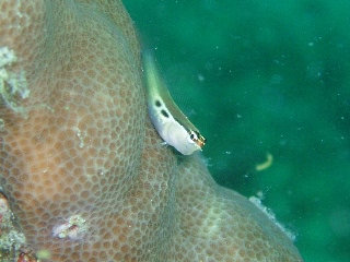 「banda comb-tooth 」のサムネイル画像