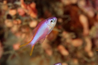 「無題」のサムネイル画像