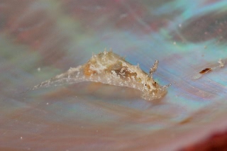 「ウミウシの仲間」のサムネイル画像