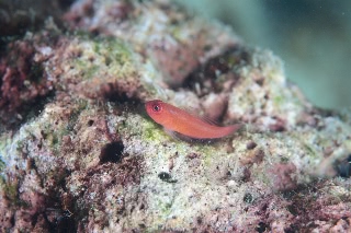 「無題」のサムネイル画像