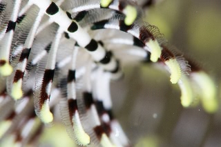 「ウミシダの仲間(sea feather)」のサムネイル画像