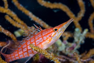 「クダゴンベ(longnose hawkfish)」のサムネイル画像