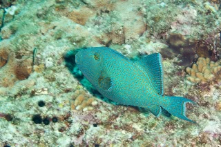 「イソモンガラ」のサムネイル画像