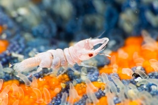 「ソメワケウミクワガタ」のサムネイル画像