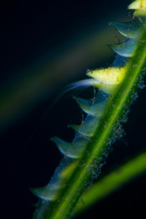 「アマモ」のサムネイル画像