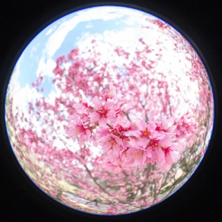 「オカメザクラ」のサムネイル画像