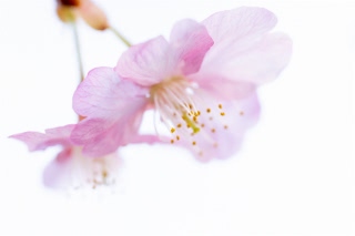 「ヤマザクラ」のサムネイル画像