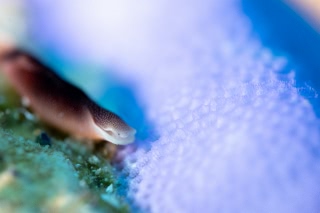 「コナユキツバメガイ」のサムネイル画像