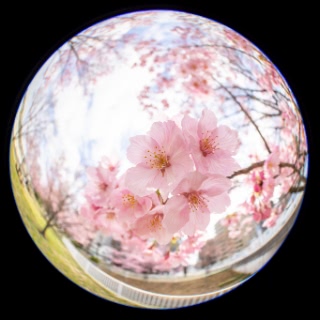 「ヨコハマヒザクラ(横浜緋桜)」のサムネイル画像