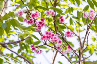 「カンヒザクラ(寒緋桜,ヒカンザクラ)」のサムネイル画像